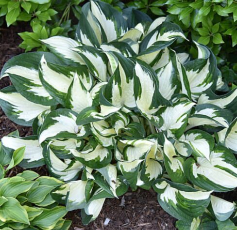Hosta 'Paul Revere'